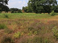 NL, Gelderland, Heumen, Overasseltsche en Hatertsche vennen 210, Saxifraga-Hans Boll