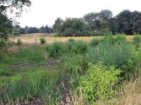 NL, Gelderland, Heumen, Overasseltsche en Hatertsche vennen 216, Saxifraga-Hans Boll