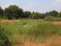 NL, Gelderland, Heumen, Overasseltsche en Hatertsche vennen 226, Saxifraga-Hans Boll