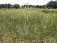 NL, Gelderland, Heumen, Overasseltsche en Hatertsche vennen 227, Saxifraga-Hans Boll