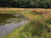 NL, Gelderland, Heumen, Overasseltsche en Hatertsche vennen 241, Saxifraga-Hans Boll