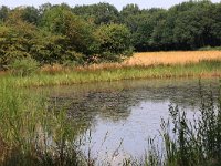 NL, Gelderland, Heumen, Overasseltsche en Hatertsche vennen 255, Saxifraga-Hans Boll