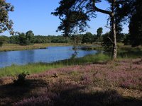 NL, Gelderland, Heumen, Overasseltsche en Hatertsche vennen 26, Saxifraga-Hans Boll