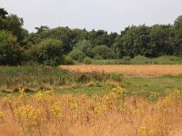 NL, Gelderland, Heumen, Overasseltsche en Hatertsche vennen 262, Saxifraga-Hans Boll