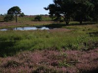 NL, Gelderland, Heumen, Overasseltsche en Hatertsche vennen 27, Saxifraga-Hans Boll