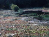 NL, Gelderland, Heumen, Overasseltsche en Hatertsche vennen 277, Saxifraga-Hans Boll