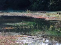 NL, Gelderland, Heumen, Overasseltsche en Hatertsche vennen 278, Saxifraga-Hans Boll