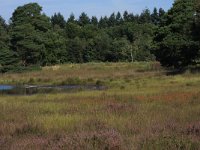 NL, Gelderland, Heumen, Overasseltsche en Hatertsche vennen 28, Saxifraga-Hans Boll