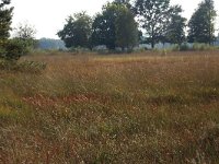 NL, Gelderland, Heumen, Overasseltsche en Hatertsche vennen 49, Saxifraga-Hans Boll