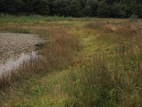 NL, Gelderland, Heumen, Overasseltsche en Hatertsche vennen 60, Saxifraga-Hans Boll