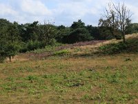 NL, Gelderland, Heumen, Overasseltsche en Hatertsche vennen 62, Saxifraga-Hans Boll