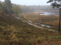 NL, Gelderland, Heumen, Overasseltsche en Hatertsche vennen 77, Saxifraga-Hans Boll