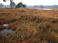 NL, Gelderland, Heumen, Overasseltsche en Hatertsche vennen 84, Saxifraga-Hans Boll