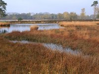 NL, Gelderland, Heumen, Overasseltsche en Hatertsche vennen 87, Saxifraga-Hans Boll