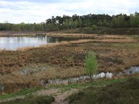 NL, Gelderland, Heumen, Overasseltsche en Hatertsche vennen 92, Saxifraga-Hans Boll