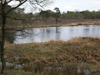 NL, Gelderland, Heumen, Overasseltsche en Hatertsche vennen 94, Saxifraga-Hans Boll