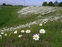 NL, Gelderland, Lingewaard, Bemmelsche en Gendtsche Waard 2, Saxifraga-Henk Sierdsema