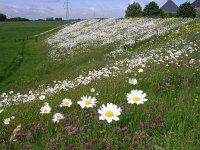 NL, Gelderland, Lingewaard, Bemmelsche en Gendtsche Waard 3, Saxifraga-Henk Sierdsema