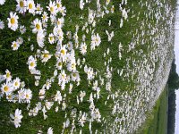 NL, Gelderland, Lingewaard, Bemmelsche en Gendtsche Waard 5, Saxifraga-Henk Sierdsema