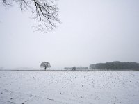 NL, Gelderland, Lochem, Almen 1, Saxifraga-bart Vastenhouw