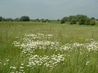 NL, Gelderland, Lochem, De Ravenswaarden, Grote Blokken 12, Saxifraga-Willem van Kruijsbergen