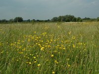 NL, Gelderland, Lochem, De Ravenswaarden, Grote Blokken 13, Saxifraga-Willem van Kruijsbergen