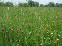 NL, Gelderland, Lochem, De Ravenswaarden, Grote Blokken 7, Saxifraga-Willem van Kruijsbergen