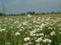 NL, Gelderland, Lochem, De Ravenswaarden, Grote Blokken 9, Saxifraga-Willem van Kruijsbergen