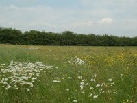 NL, Gelderland, Lochem, De Ravenswaarden, Vosweerd 7, Saxifraga-Willem van Kruijsbergen