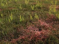 NL, Gelderland, Lochem, Stelkampsveld 17, Saxifraga-Hans Boll