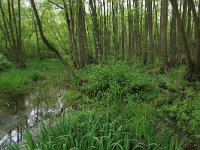 NL, Gelderland, Lochem, Stelkampsveld 20, Saxifraga-Hans Boll