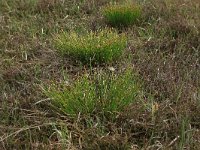 NL, Gelderland, Lochem, Stelkampsveld 34, Saxifraga-Hans Boll