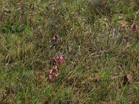 NL, Gelderland, Lochem, Stelkampsveld 35, Saxifraga-Hans Boll