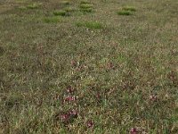 NL, Gelderland, Lochem, Stelkampsveld 36, Saxifraga-Hans Boll