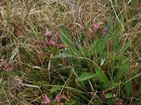 NL, Gelderland, Lochem, Stelkampsveld 43, Saxifraga-Hans Boll