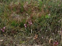 NL, Gelderland, Lochem, Stelkampsveld 44, Saxifraga-Hans Boll