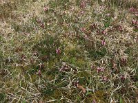 NL, Gelderland, Lochem, Stelkampsveld 49, Saxifraga-Hans Boll