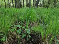 NL, Gelderland, Lochem, Stelkampsveld 5, Saxifraga-Hans Boll