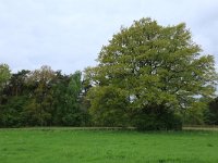 NL, Gelderland, Lochem, Stelkampsveld 55, Saxifraga-Hans Boll