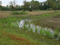 NL, Gelderland, Lochem, Stelkampsveld 66, Saxifraga-Hans Boll