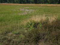 NL, Gelderland, Lochem, Stelkampsveld 75, Saxifraga-Hans Boll