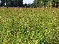 NL, Gelderland, Lochem, Stelkampsveld 85, Saxifraga-Hans Boll