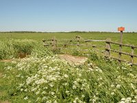 NL, Gelderland, Nijkerk, Arkemheen 1, Saxifraga-Tom Heijnen