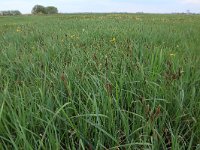 NL, Gelderland, Nijkerk, Arkemheen 11, Saxifraga-Hans Boll