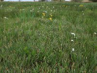 NL, Gelderland, Nijkerk, Arkemheen 8, Saxifraga-Hans Boll