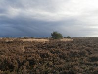 NL, Gelderland, Nunspeet, Elspeetsche Heide 3, Saxifraga-Jan Nijendijk