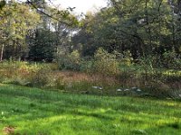 NL, Gelderland, Renkum, Bosbeek in Landgoed Quadenoord 1, Saxifraga-Tom Heijnen