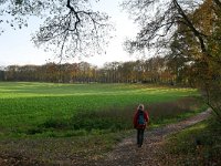 NL, Gelderland, Renkum, near Oorlogsgraven van het Gemenebest 1, Saxifraga-Tom Heijnen