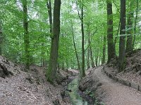 NL, Gelderland, Rheden, Beekhuizerbeek 2, Saxifraga-Tom Heijnen