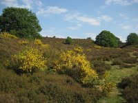 NL, Gelderland, Rheden, Herikhuizerveld 10, Saxifraga-Henk Sierdsema